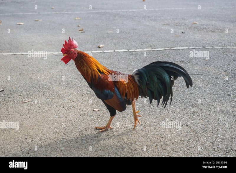 Conoce las Reglas y estrategias para jugar Chicken Road en España